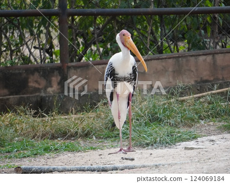 A painted stork  perched on a branch, displaying its distinctive long orange beak, black and white patterned wings, and pinkish feathers.  124069184