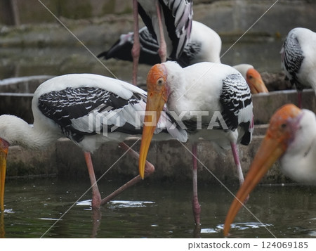 A painted stork  perched on a branch, displaying its distinctive long orange beak, black and white patterned wings, and pinkish feathers.  124069185