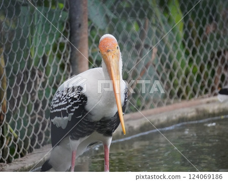 A painted stork  perched on a branch, displaying its distinctive long orange beak, black and white patterned wings, and pinkish feathers.  124069186