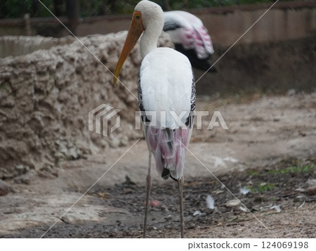 A painted stork  perched on a branch, displaying its distinctive long orange beak, black and white patterned wings, and pinkish feathers.  124069198