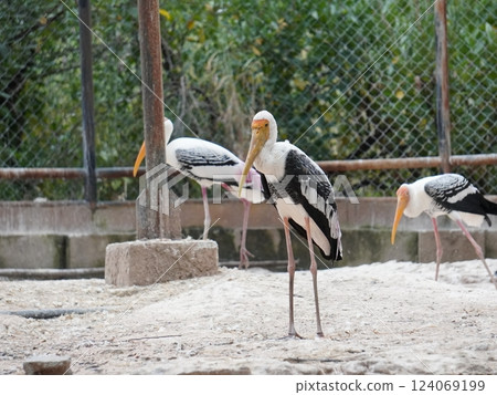 A painted stork perched on a branch, displaying its distinctive long orange beak, black and white patterned wings, and pinkish feathers. A painted stork perched on a branch, displaying its distinctive long orange beak, black and white patterned wings, and pinkish feathers. 124069199
