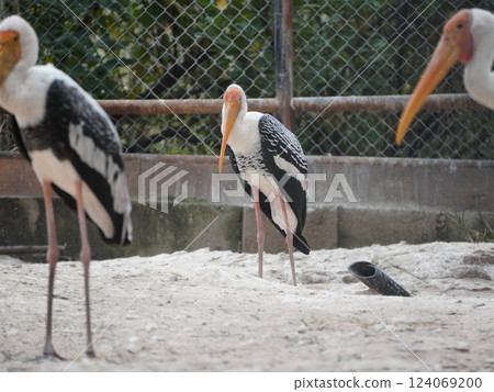 A painted stork  perched on a branch, displaying its distinctive long orange beak, black and white patterned wings, and pinkish feathers.  124069200