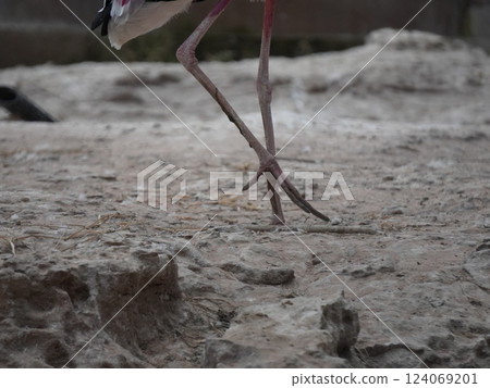 A painted stork  perched on a branch, displaying its distinctive long orange beak, black and white patterned wings, and pinkish feathers.  124069201