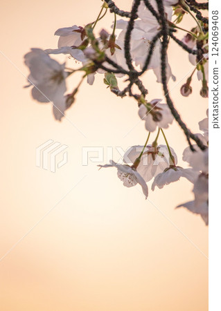 Cherry blossoms stained in the sunset 124069408