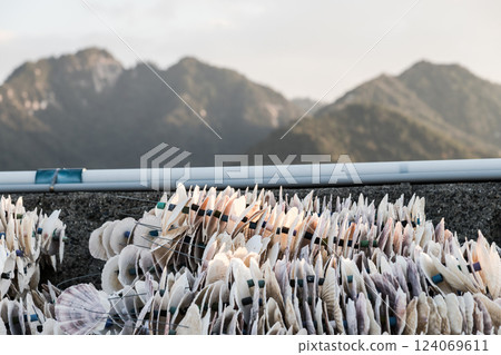 [廣島宮島口：牡蠣養殖不可或缺的幼苗採集] 124069611