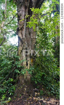 Forest tree with roots and leaves Forest tree with roots and leaves 124069894