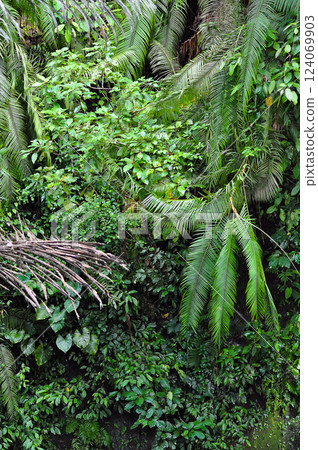 Nature beauty of tropical jungle of Ubud region, Bali. Rain forest in Indonesia. Rain forest jungle nature. Indonesia - outdoor nature jungle landscape, travel concept photography lush green foliage Nature beauty of tropical jungle of Ubud region, Bali. Rain forest in Indonesia. Rain forest jungle nature. Indonesia - outdoor nature jungle landscape, travel concept photography lush green foliage 124069903