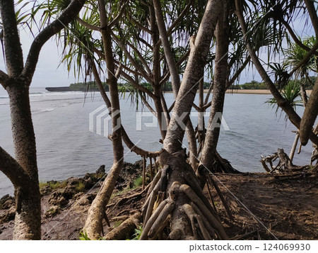 Mangrove trees and roots on the beach. Tropical wonderful Nusa dua beach at Nusa Gede Island at Bali Mangrove trees and roots on the beach. Tropical wonderful Nusa dua beach at Nusa Gede Island at Bali 124069930