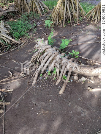 Mangrove trees and roots on the beach. Tropical wonderful Nusa dua beach at Nusa Gede Island at Bali 124069931