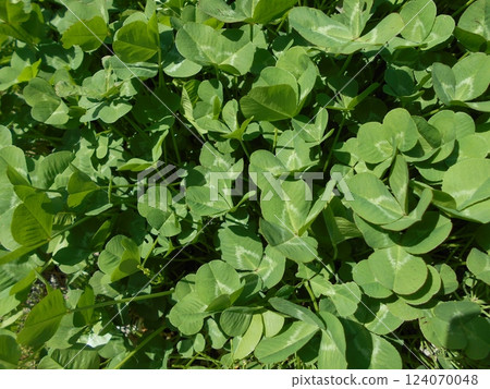 Clover bathed in the spring sunshine 124070048