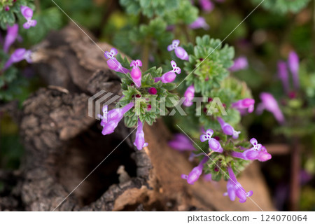 Small Hotokenoza Flower Small Hotokenoza Flower 124070064
