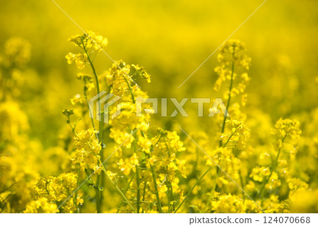 Spring image: Cherry blossoms and rape blossoms Spring image: Cherry blossoms and rape blossoms 124070668