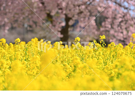 Spring image: Cherry blossoms and rape blossoms 124070675