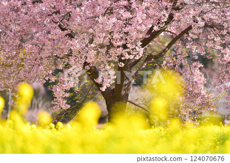 Spring image: Cherry blossoms and rape blossoms 124070676