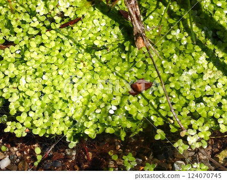 小川的水生植物 124070745