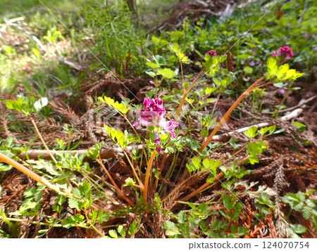 Purple Corydalis flowers growing wild in the fields in spring 124070754
