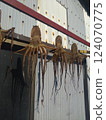 Dried octopus being hung out to dry 124070775