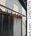 Dried octopus 124070776
