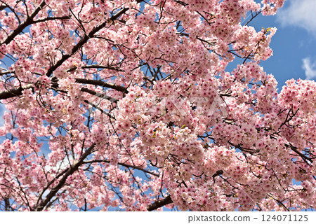 Kawazu cherry blossoms in full bloom 124071125