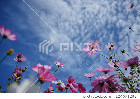 Autumn sky and cosmos Autumn sky and cosmos 124071292
