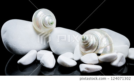 Pearly Turban Snail Shell on White Stones 124071302