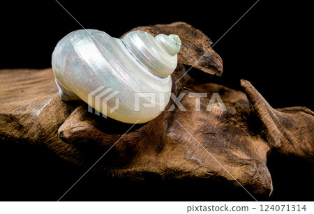 Pearly Turban Snail Shell on wood black background 124071314