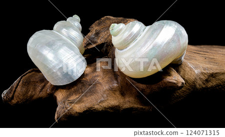Pearly Turban Snail Shell on wood black background 124071315