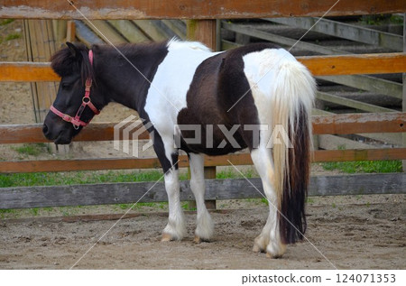 Pony (Shetland Pony) Pony (Shetland Pony) 124071353