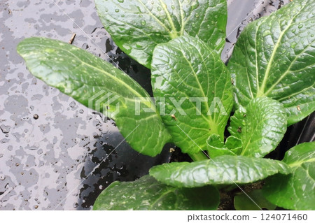 Komatsuna leaves, the beauty of gradations of green 124071460