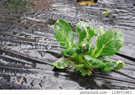 Komatsuna leaves Komatsuna leaves 124071461