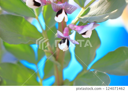 Broad bean flowers, the contrast of purple and white heralds the arrival of spring Broad bean flowers, the contrast of purple and white heralds the arrival of spring 124071462