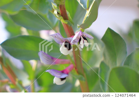 Broad bean flowers, with their beautiful purple stripes, signal the arrival of spring Broad bean flowers, with their beautiful purple stripes, signal the arrival of spring 124071464