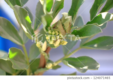 Broad bean flower buds Broad bean flower buds 124071465