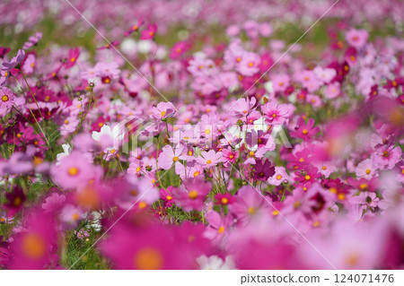 Vivid cosmos shining in the autumn light Vivid cosmos shining in the autumn light 124071476