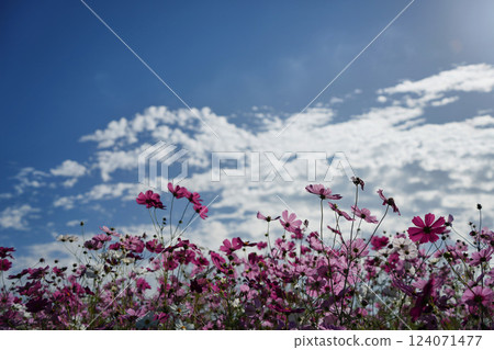 Autumn sky and cosmos Autumn sky and cosmos 124071477
