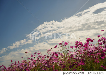 Cosmos in the morning light Cosmos in the morning light 124071478