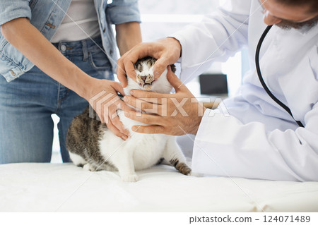 Veterinarian male adult examining cat mouth in animal clinic, assisted by cat's female owner 124071489