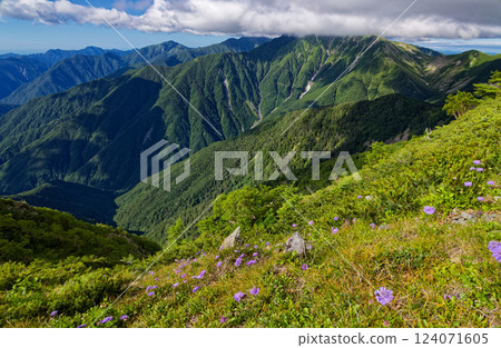 A view of the Matsumushisou colony on Mt. Senmai in the Southern Alps and Mt. Akaishi and Mt. Hijiri 124071605