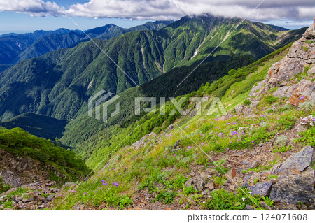 從仙梅山山脊望去的赤石山,高山植物盛開 從仙梅山山脊望去的赤石山,高山植物盛開 124071608