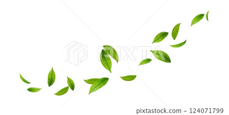 Green Floating Leaves 124071799