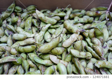 Freshly harvested Tanba black edamame Freshly harvested Tanba black edamame 124071881
