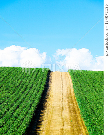 藍天白雲的北海道美瑛初夏風景 藍天白雲的北海道美瑛初夏風景 124072159