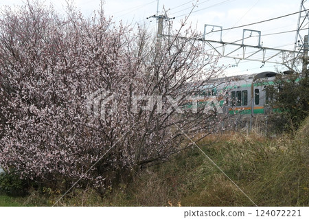 初春時節埼玉縣蓮田市附近的梅花盛開,沿線行駛的上野東京線本地列車 初春時節埼玉縣蓮田市附近的梅花盛開,沿線行駛的上野東京線本地列車 124072221