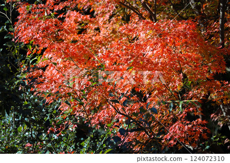 Beautiful Vibrant Red Autumn Maple Leaves, Tokyo Dec 6 2024 Beautiful Vibrant Red Autumn Maple Leaves, Tokyo Dec 6 2024 124072310
