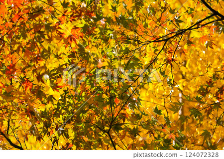 Vibrant Autumn Maple Leaves with Sunlight, Tokyo Dec 6 2024 Vibrant Autumn Maple Leaves with Sunlight, Tokyo Dec 6 2024 124072328