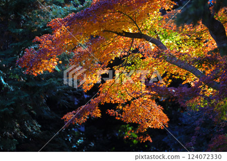 Beautiful Vibrant Red Autumn Maple Leaves, Tokyo Dec 6 2024 Beautiful Vibrant Red Autumn Maple Leaves, Tokyo Dec 6 2024 124072330