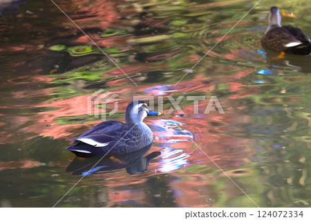 Ducks Swimming in a Calm Pond Surrounded, Tokyo Dec 6 2024 124072334