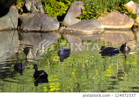 Pond Scene with Ducks and Vibrant Reflections, Tokyo Dec 6 2024 124072337