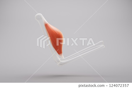 biological, musculoskeletal, anatomically 124072357