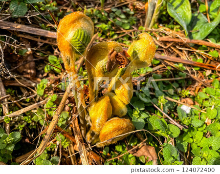 The season of fresh greenery - budding roses The season of fresh greenery - budding roses 124072400